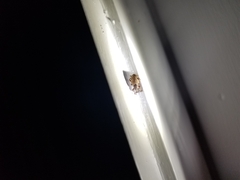 Otiorhynchus singularis