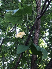 Momordica cochinchinensis