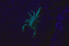 Paravaejovis spinigerus