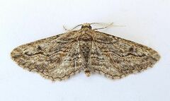 Chesiadodes coniferaria