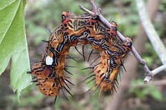 Dudusa sphingiformis