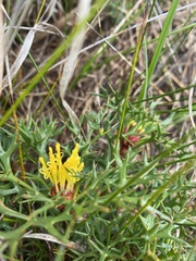 Isopogon ceratophyllus