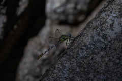 Erpetogomphus compositus