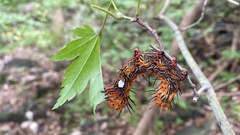 Dudusa sphingiformis