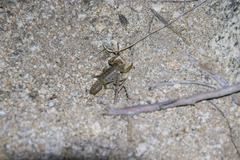 Paravaejovis spinigerus