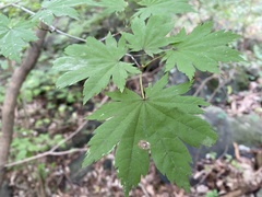 Dudusa sphingiformis