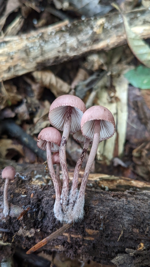 Mycena haematopus · September 2022 · photo: © atsushi_nakajima_cirque (iNaturalist, cc-by)