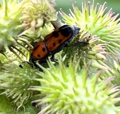 Rhodobaenus quinquepunctatus