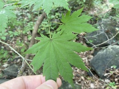 Dudusa sphingiformis