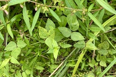 Synchytrium decipiens