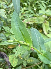 Synchytrium decipiens