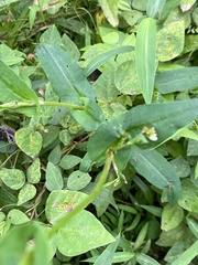 Synchytrium decipiens