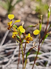 Diuris maculata