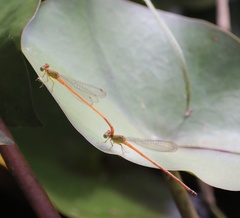 Ceriagrion auranticum