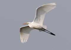 Ardea