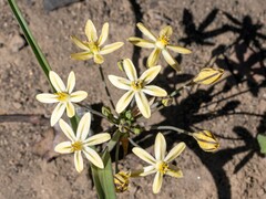 Triteleia ixioides scabra