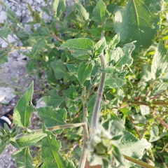 Tithonia tubaeformis