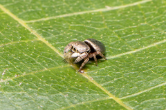 Simaethina