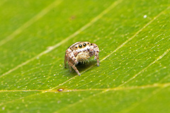 Simaethina