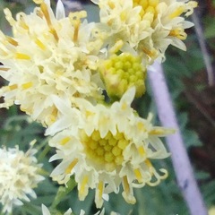 Hymenothrix loomisii