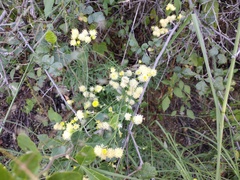 Hymenothrix loomisii