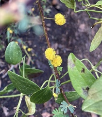Acacia cyclops