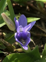 Pontederia vaginalis