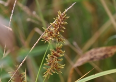 Cyperus microiria
