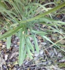 Hymenothrix loomisii