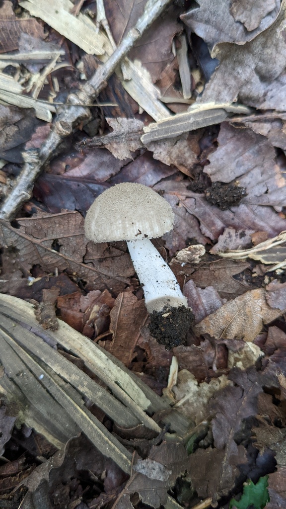 Amanita farinosa · September 2022 · photo: © atsushi_nakajima_cirque (iNaturalist, cc-by)