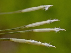 Austrostipa
