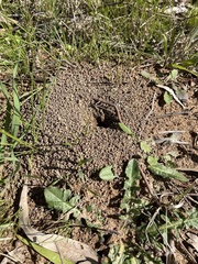 Camponotus consobrinus