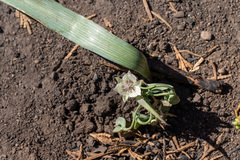 Calochortus westonii