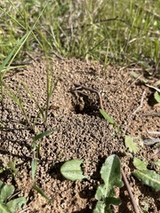 Camponotus consobrinus