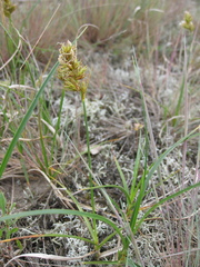 Carex arenaria