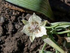 Calochortus westonii