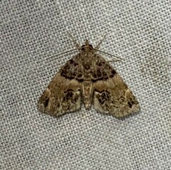 Cutina distincta