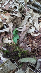 Lycoperdon