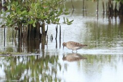 Calidris acuminata