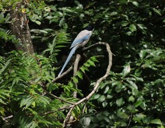 Cyanopica cyanus