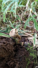 Lycoperdon