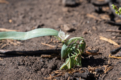Calochortus westonii