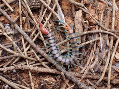 Scolopendra morsitans