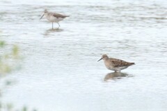 Calidris acuminata