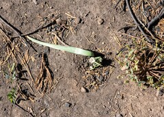 Calochortus westonii