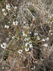 Epacris gunnii