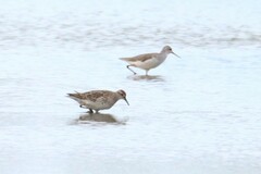 Calidris acuminata