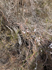 Epacris gunnii