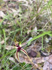 Caladenia parva