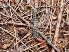Scolopendra morsitans